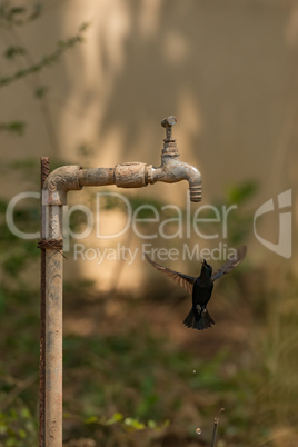 Male purple sunbird hovers under garden tap
