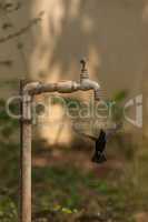 Male purple sunbird hovers under garden tap
