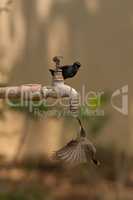 Male purple sunbird watches female under tap