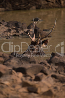 Male sambar deer bathing in water hole