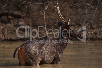 Male sambar deer standing in sunlit water