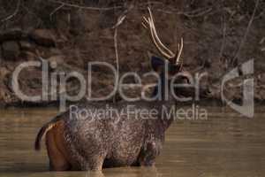 Male sambar deer standing in sunlit water