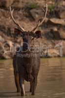 Male sambar deer standing in water hole