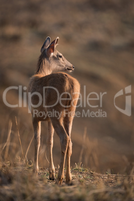 Male sambar deer turns head towards sun