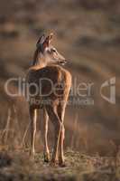 Male sambar deer turns head towards sun