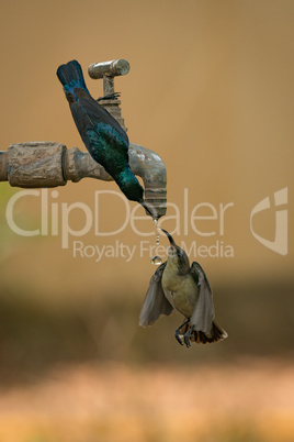 Pair of purple sunbirds drinking from tap