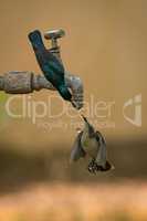 Pair of purple sunbirds drinking from tap