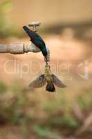 Pair of purple sunbirds drink from tap