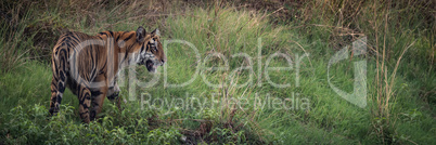 Panorama of Bengal tiger on grassy hill
