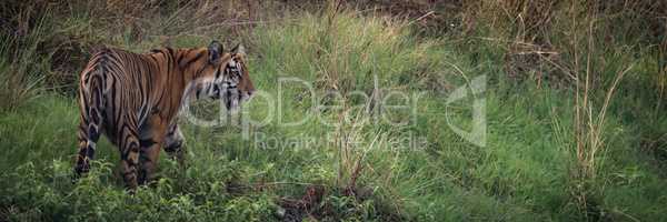 Panorama of Bengal tiger on grassy hill