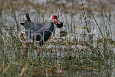Purple moorhen wades through shallows with snail
