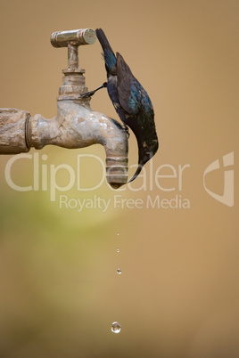 Purple sunbird drinking upside-down from outdoor tap