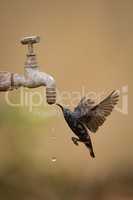 Purple sunbird drinks from dripping garden tap
