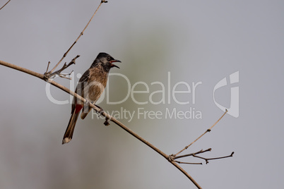 Red-vented bulbul perched on branch in sunshine