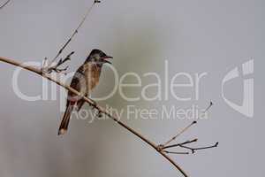 Red-vented bulbul perched on branch in sunshine