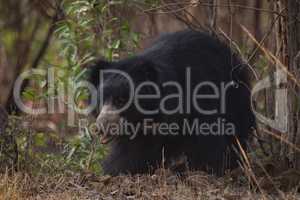 Sloth bear looking out from under bushes