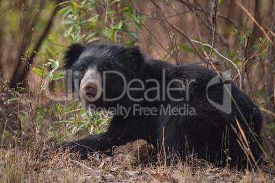 Sloth bear lying in bushes lifts head
