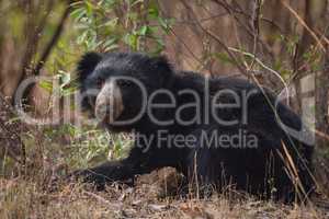 Sloth bear lying in bushes lifts head