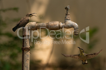 Sunbird watches another hover under outdoor tap