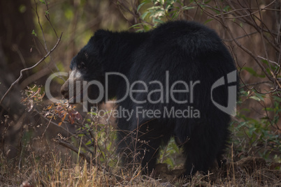 Sloth bear turning head under shady bushes