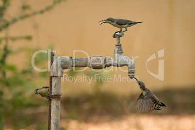 Three female purple sunbirds at water tap