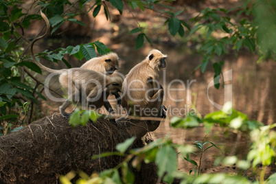 Three sunlit langurs perch by tree-lined river