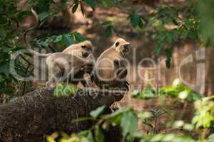 Three sunlit langurs perch by tree-lined river