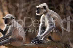 Two Hanuman langurs sitting on sunny branch