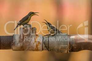 Two female purple sunbirds argue on pipe