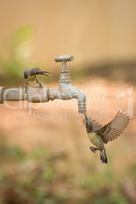 Two female purple sunbirds around outdoor tap