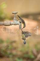 Two female purple sunbirds drink tap water