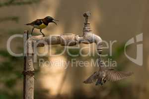 Two sunbirds compete to drink from tap