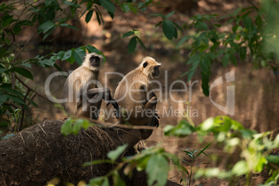 Two sunlit langurs sit by tree-lined river