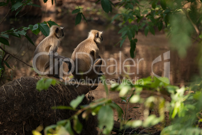 Two sunlit langurs sit by wooded river