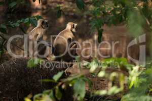 Two sunlit langurs sit by wooded river