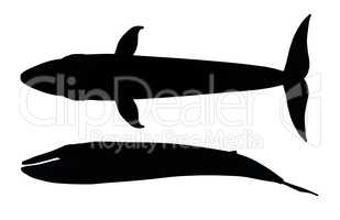 Silhouette eines Blauwals