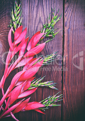 Pink flower of Billbergia on a brown wooden surface