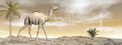 Camel walking - 3D render