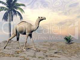 Camel walking - 3D render