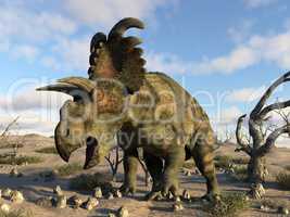 Albertaceratops dinosaur in the desert - 3D render