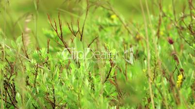 Video Background with Green Bushes