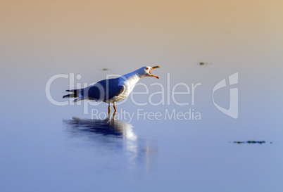 Gull singing on the water, Camargue, France