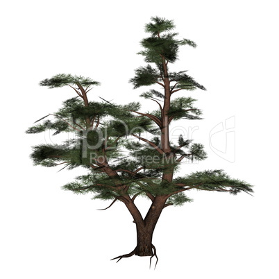 Pine tree - 3D render