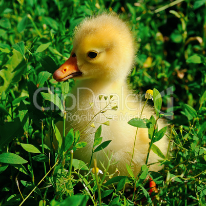 A little yellow goose on green lawn