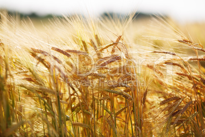 Golden ears of wheat