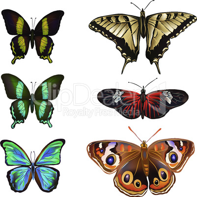 Collection of various kinds of butterflies, isolated on white background