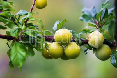 Unripe yellow plums