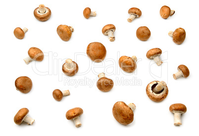 Collection champignon isolated on white