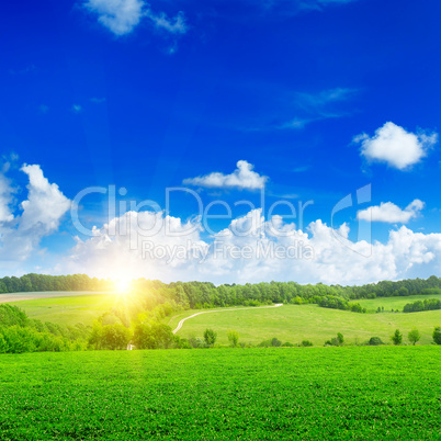 Beautiful sunset on green field