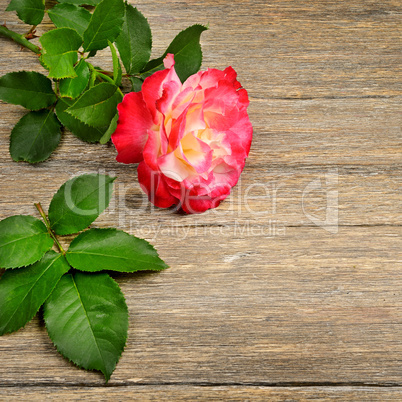 Red rose on wooden background.